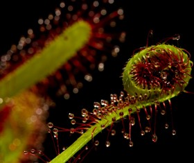 predaceous plants Stock Photo 24