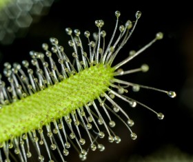 predaceous plants Stock Photo 25