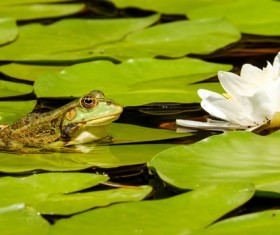 small frog in a garden pond Stock Photo