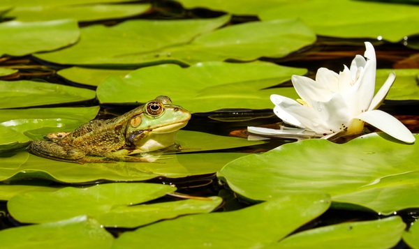 small frog in a garden pond Stock Photo