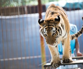 tiger performing at the zoo Stock Photo