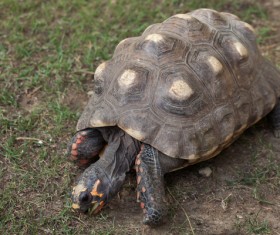 turtle eating grass Stock Photo