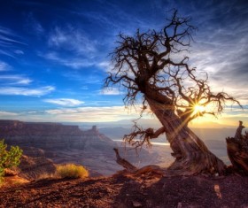 withered tree on the hill Stock Photo