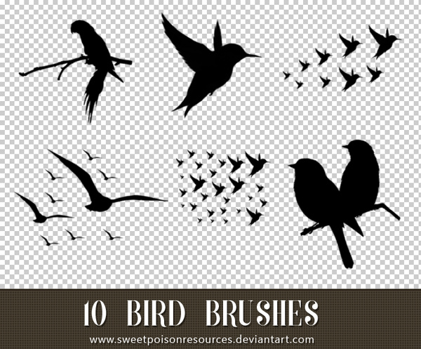 10 Kind Bird Photoshop Brushes
