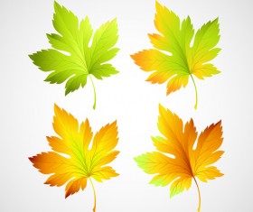 4 Kind maple leaves vector illustration