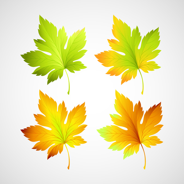 4 Kind maple leaves vector illustration