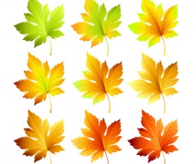 6 Kind maple leaves vector illustration