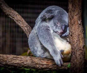 A small koala sleeping on the trunk Stock Photo
