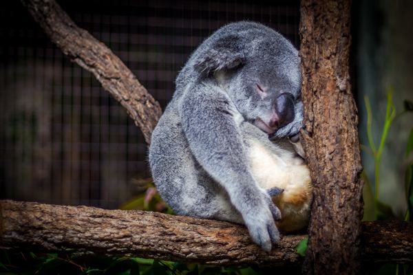 A small koala sleeping on the trunk Stock Photo