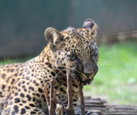 African animal leopard Stock Photo
