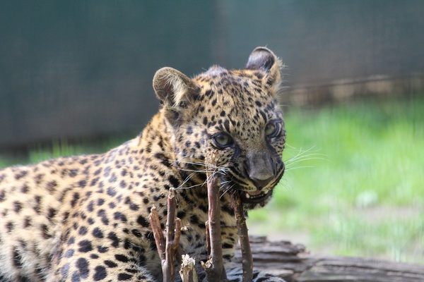 African animal leopard Stock Photo