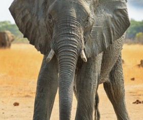 African elephant Stock Photo