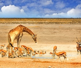 African savannah wildlife drink water Stock Photo