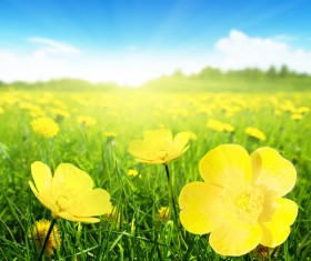 Amazing nature Stock Photo 05