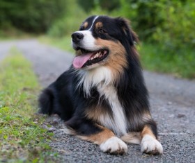Australian Shepherd Stock Photo