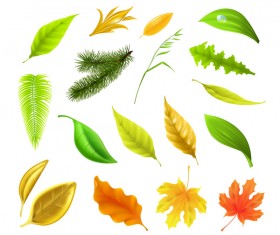 Autumn leaves set vector 01