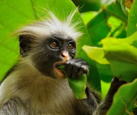Beachfront Paradise Zanzibar Stock Photo 02