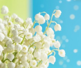 Beautiful bell orchid Stock Photo 04