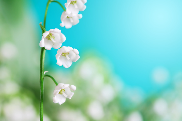 Beautiful bell orchid Stock Photo 05