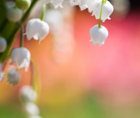 Beautiful bell orchid Stock Photo 06