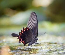 Beautiful black butterfly Stock Photo