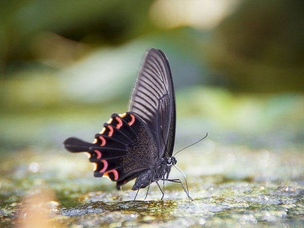 Beautiful black butterfly Stock Photo