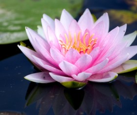 Beautiful pale pink lotus Stock Photo