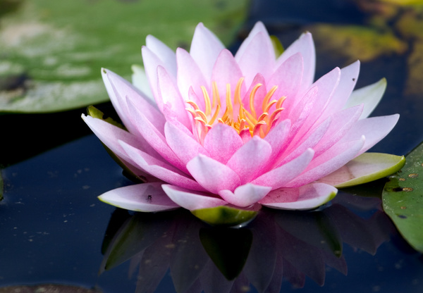 Beautiful pale pink lotus Stock Photo