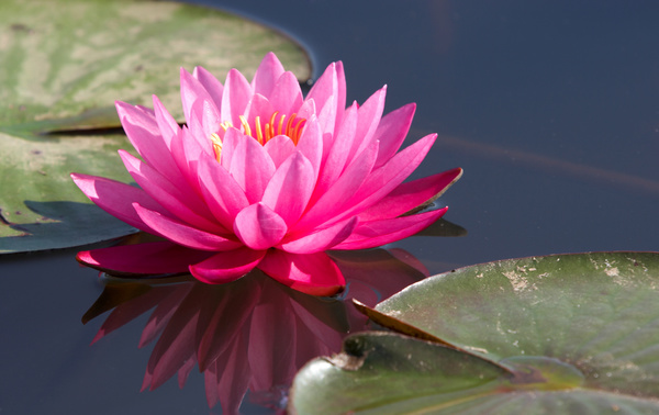 Beautiful red lotus Stock Photo