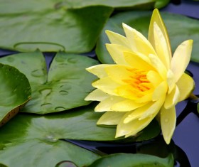 Beautiful yellow lotus Stock Photo
