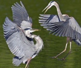 Black-crowned white-necked heron Stock Photo