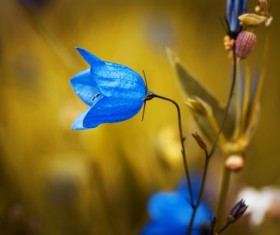 Blue Campanula Stock Photo