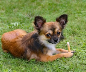 Brown long hair Chihuahua Stock Photo