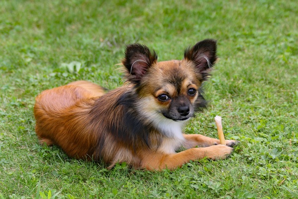 Brown long hair Chihuahua Stock Photo - Animal stock photo free download