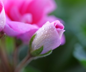 Budding flowers Stock Photo