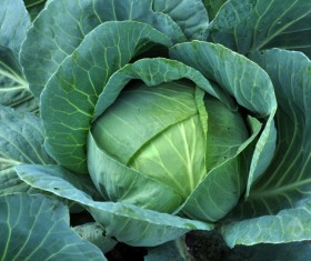 Close-up photography cabbage Stock Photo