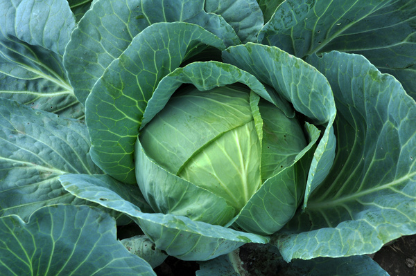 Close-up photography cabbage Stock Photo