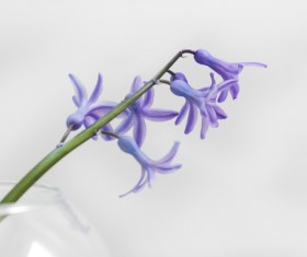 Closeup of delicate violet flower Stock Photo