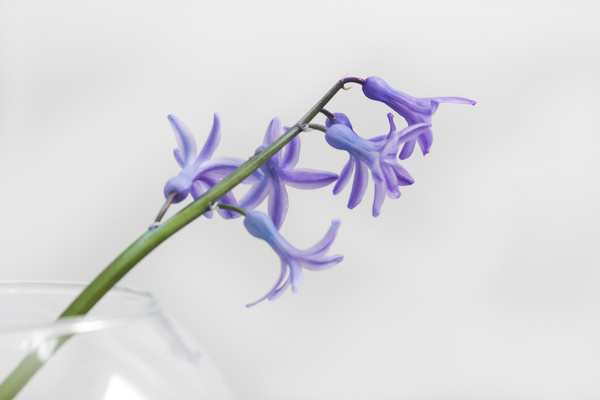Closeup of delicate violet flower Stock Photo