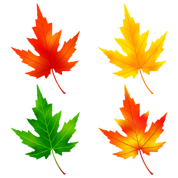 Colorful maple leaves vector material
