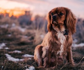 Cute dog Stock Photo