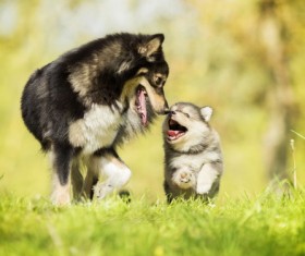 Cute husky mother and son Stock Photo