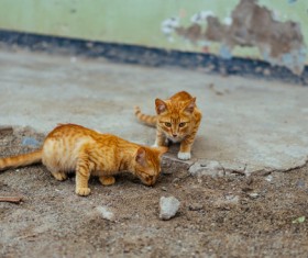 Cute yellow kitties playing outdoor Stock Photo