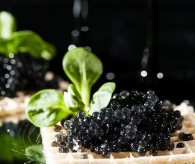 Delicious caviar Stock Photo 01