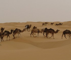 Desert Wild Camel Stock Photo