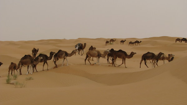 Desert Wild Camel Stock Photo
