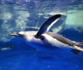 Dive predators Arctic penguins Stock Photo