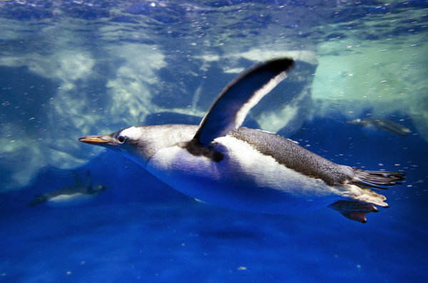 Dive predators Arctic penguins Stock Photo