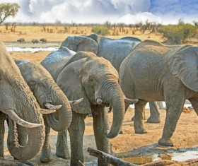 Drinking water elephant Stock Photo