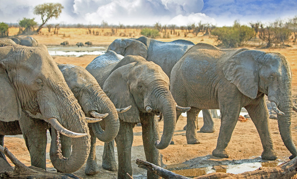 Drinking water elephant Stock Photo